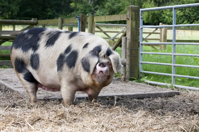 Pig Free Stock Photo - Public Domain Pictures